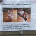 'Found cat' notice seen today Teignmouth, by the New Quay Inn. 